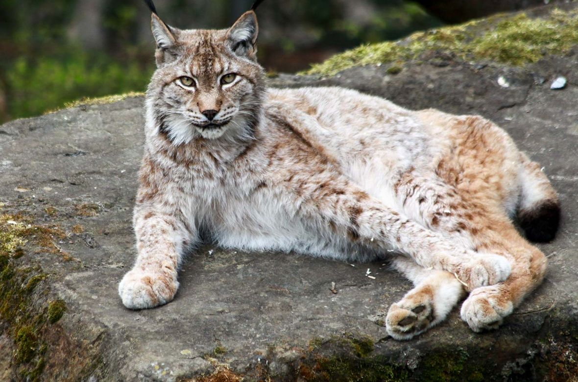 21olderdissen_luchs_6287.jpg