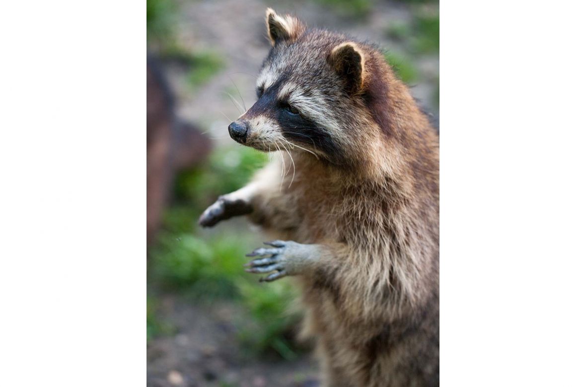 23olderdissen_waschbaer_7211.jpg